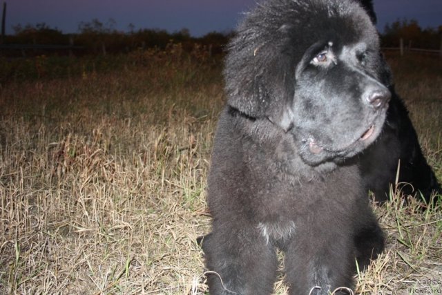Фото: ньюфаундленд Beguschaya po Volnam Zero Kool (Бегущая по Волнам Зеро Коол)