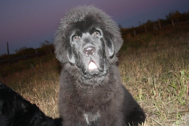 Фото: ньюфаундленд Beguschaya po Volnam Zero Kool (Бегущая по Волнам Зеро Коол)