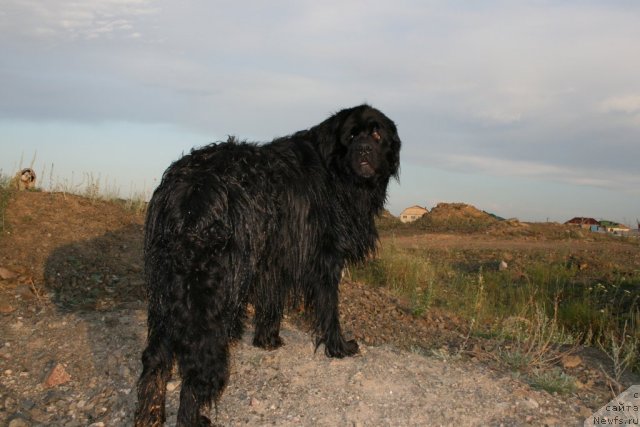 Фото: ньюфаундленд Mag Ispolin Il'ya Muromec (Маг Исполин Илья Муромец)