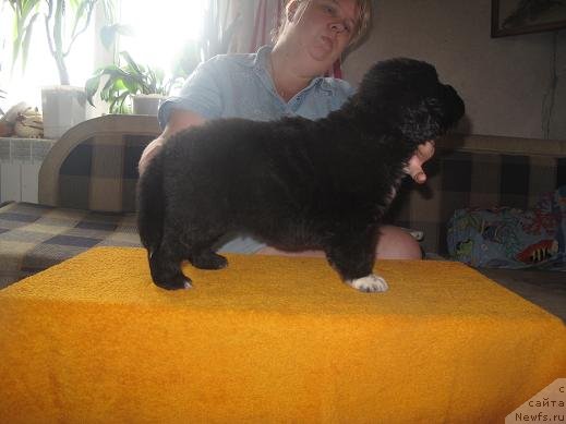 Фото: щенок, ньюфаундленд Vesnushka na Shastie (Веснушка на Счастье), ньюфаундленд King of Helluland I'm Precious