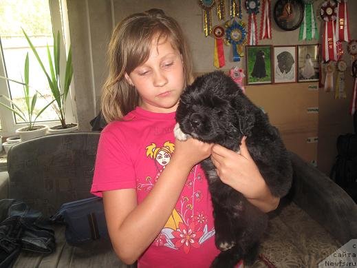 Фото: дети, ньюфаундленд Vesnushka na Shastie (Веснушка на Счастье), ньюфаундленд King of Helluland I'm Precious