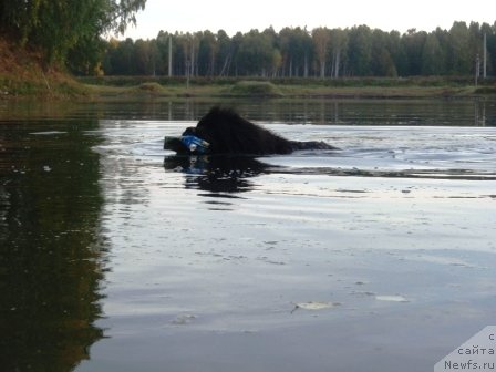 Фото: ньюфаундленд Blek Dolli Peyv Black (Блэк Долли Пейв Блэк)