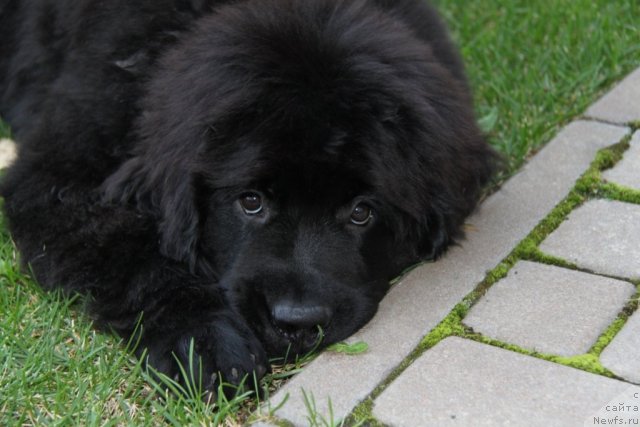 Фотография № 76509