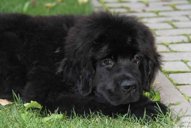 Фото: ньюфаундленд S'Nezhnaya Vjuga Amorone Sartori (С'Нежная Вьюга Амороне Сартори)