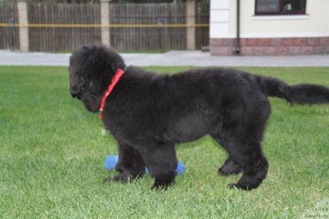 Фото: ньюфаундленд S'Nezhnaya Vjuga Amorone Sartori (С'Нежная Вьюга Амороне Сартори)