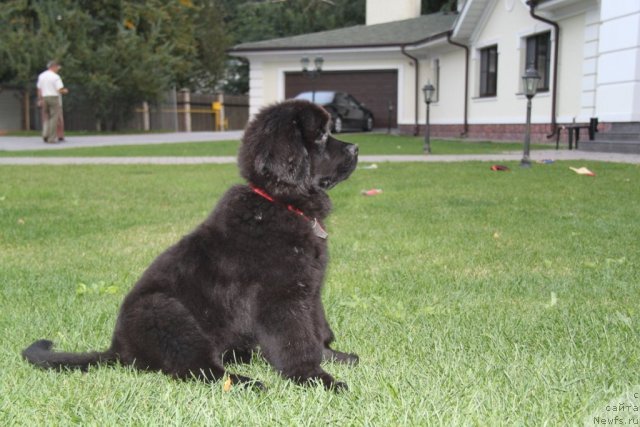 Фото: ньюфаундленд S'Nezhnaya Vjuga Amorone Sartori (С'Нежная Вьюга Амороне Сартори)