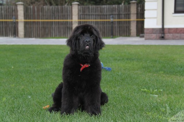 Фото: ньюфаундленд S'Nezhnaya Vjuga Amorone Sartori (С'Нежная Вьюга Амороне Сартори)