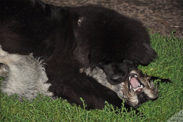 Фото: ньюфаундленд Skazochnaya Kroha Nerian (Сказочная Кроха Нериан)