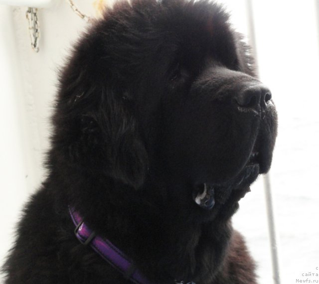 Фото: ньюфаундленд Begushaya po Volnam Vam I Ne Snilos (Бегущая по Волнам Вам и не Снилось)