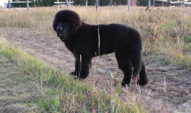 Фото: ньюфаундленд Beguschaya po Volnam Zero Kool (Бегущая по Волнам Зеро Коол)