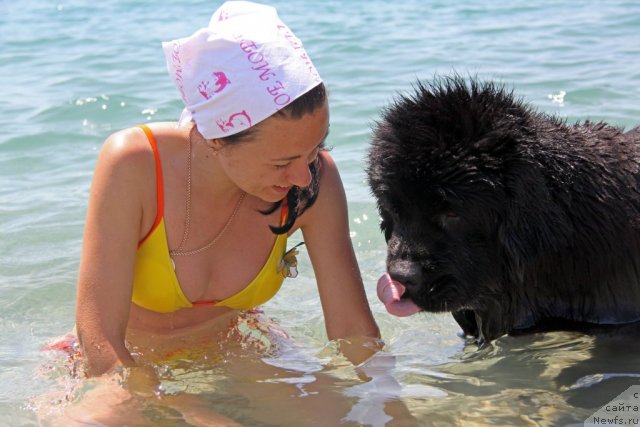 Фото: ньюфаундленд Ark Veles (Арк Велес)