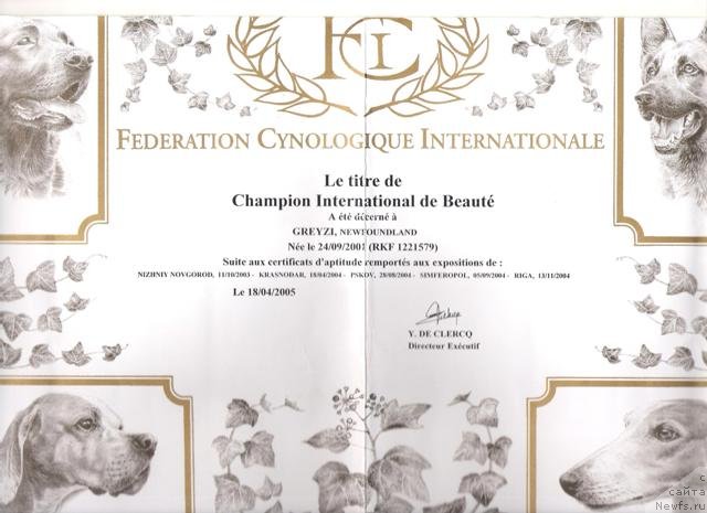 Фото: ньюфаундленд Greyzi (Грейзи)