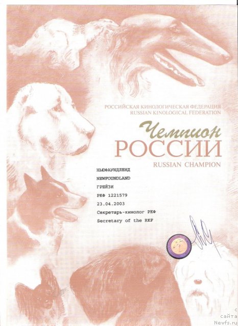 Фото: ньюфаундленд Greyzi (Грейзи)