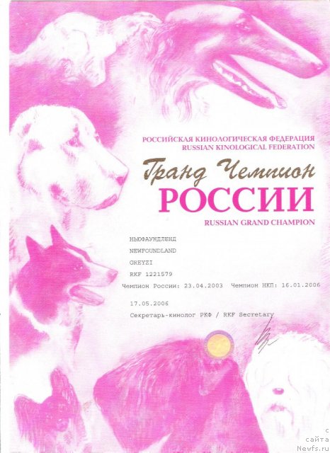 Фото: ньюфаундленд Greyzi (Грейзи)