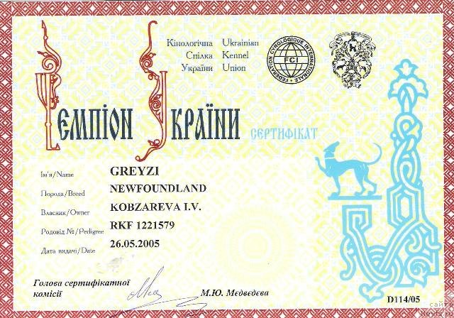 Фото: ньюфаундленд Greyzi (Грейзи)
