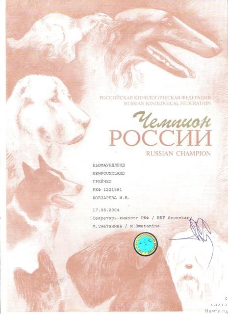 Фото: ньюфаундленд Greychel (Грейчел)