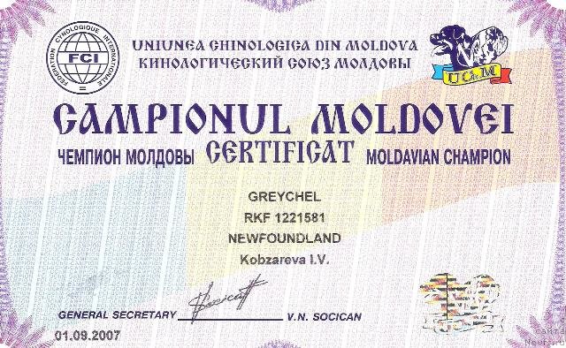 Фото: ньюфаундленд Greychel (Грейчел)