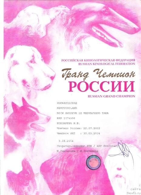 Фото: ньюфаундленд Nick Shedevr iz Medvejyego Yara (Ник Шедевр из Медвежьего Яра)