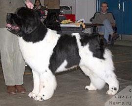 Фото: ньюфаундленд Threeponds Beach Boy