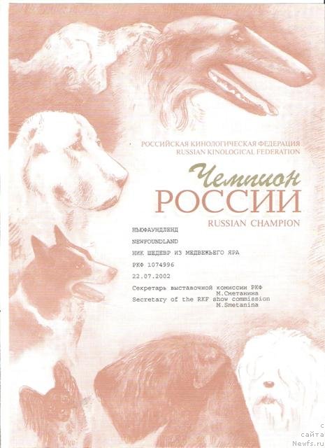 Фото: ньюфаундленд Nick Shedevr iz Medvejyego Yara (Ник Шедевр из Медвежьего Яра)