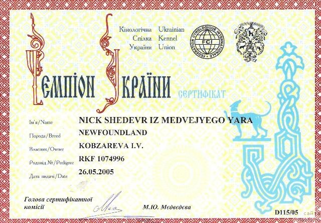Фото: ньюфаундленд Nick Shedevr iz Medvejyego Yara (Ник Шедевр из Медвежьего Яра)