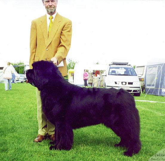 Фото: ньюфаундленд Spring Creeks Alexander the Great