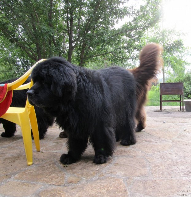 Фото: ньюфаундленд Fiamettahauz Behemoth at Ovatsia (Фиаметтахауз Бегемот эт Овация)