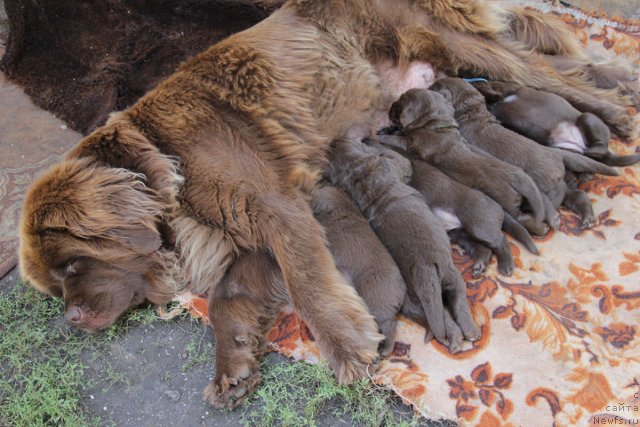 Фото: ньюфаундленд Igerma iz Akademii Shokolada (Игерма из Академии Шоколада), и дети