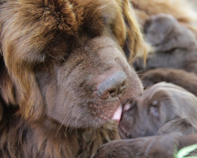 Фото: ньюфаундленд Igerma iz Akademii Shokolada (Игерма из Академии Шоколада), и дети