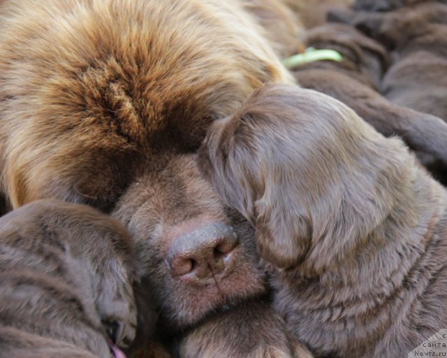 Фото: ньюфаундленд Igerma iz Akademii Shokolada (Игерма из Академии Шоколада), и дети