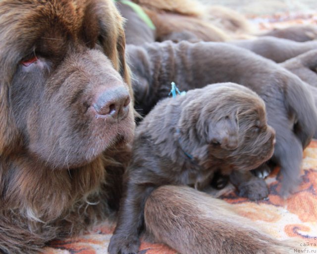 Фото: ньюфаундленд Igerma iz Akademii Shokolada (Игерма из Академии Шоколада), и дети