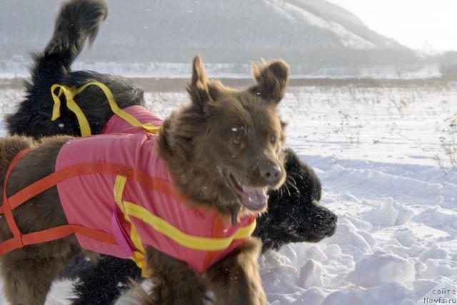 Фото: ньюфаундленд Lesnaya Skazka Izol'da (Лесная Сказка Изольда), ньюфаундленд Ygan s Toyanova Gorodka (Юган с Тоянова Городка)