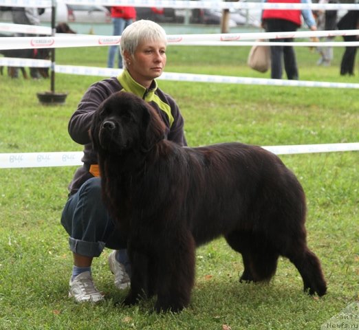 Фото: ньюфаундленд Osoba Statnaya iz Medvej'ego YAra (Особа Статная из Медвежьего Яра), Nina Bazulina (Нина Базулина)