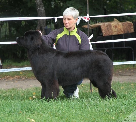 Фото: ньюфаундленд Osoba Statnaya iz Medvej'ego YAra (Особа Статная из Медвежьего Яра), Nina Bazulina (Нина Базулина)