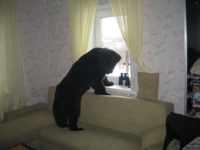 Фото: ньюфаундленд Dar Svezy Unika Sagitta (Дар Свезы Юника Сагитта)