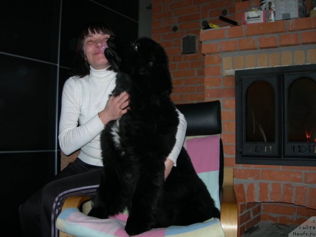 Фото: ньюфаундленд Dar Svezy Unika Sagitta (Дар Свезы Юника Сагитта), Irina Bubnova (Ирина Бубнова)