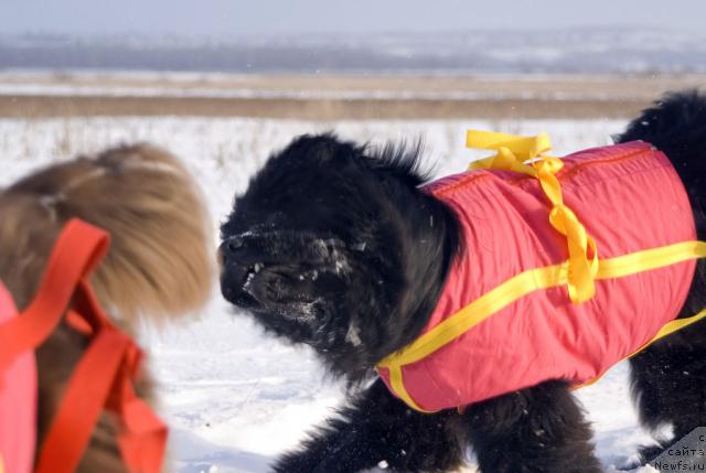 Фото: ньюфаундленд Ygan s Toyanova Gorodka (Юган с Тоянова Городка)