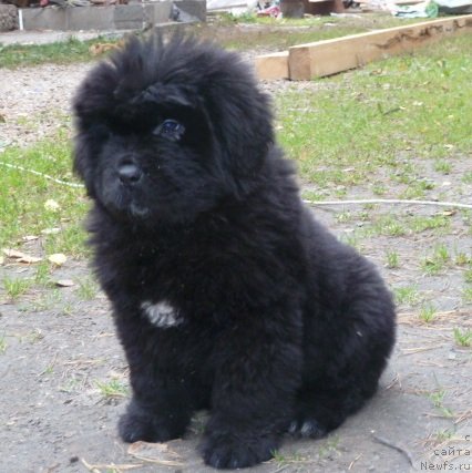 Фото: ньюфаундленд Super Premium Italiya (Супер Премиум Италия)