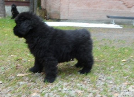 Фото: ньюфаундленд Super Premium Italiya (Супер Премиум Италия)