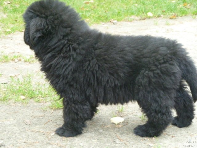 Фото: ньюфаундленд Super Premium Italiya (Супер Премиум Италия)