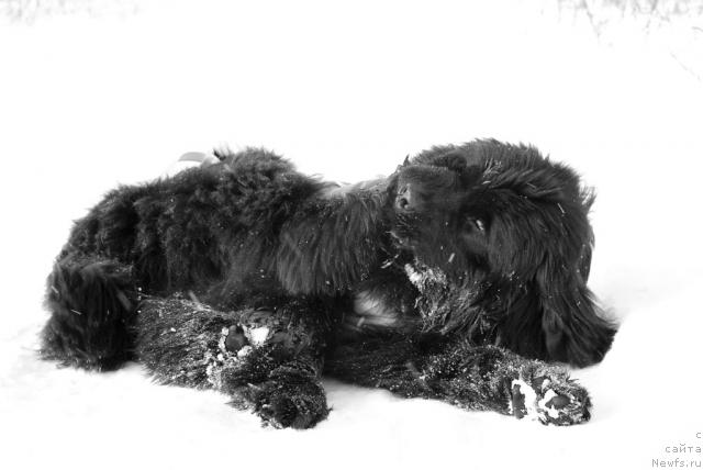 Фото: ньюфаундленд Ygan s Toyanova Gorodka (Юган с Тоянова Городка)