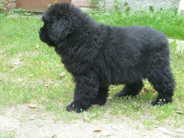 Фото: ньюфаундленд Super Premium Italiya (Супер Премиум Италия)