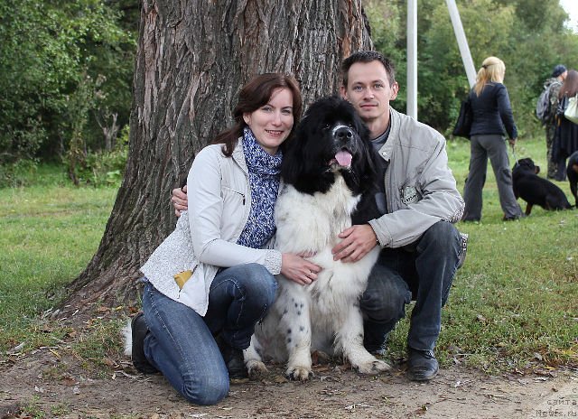 Фото: ньюфаундленд Super Premium Eseniya (Супер Премиум Есения)