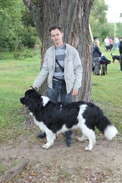 Фото: ньюфаундленд Super Premium Eseniya (Супер Премиум Есения)