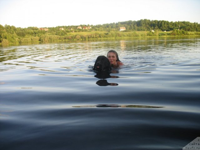 Фото: ньюфаундленд Dar Svezy Unika Sagitta (Дар Свезы Юника Сагитта), Irina Bubnova (Ирина Бубнова)