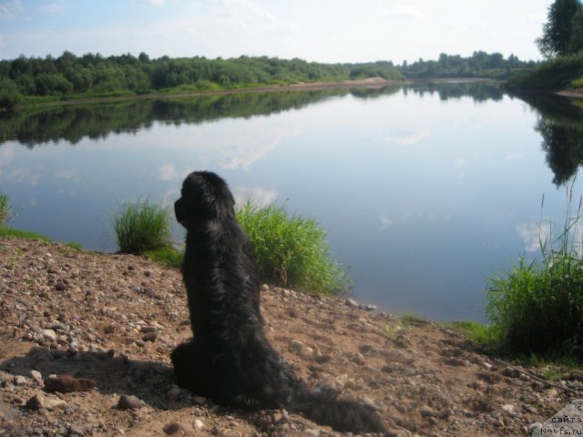 Фото: ньюфаундленд Dar Svezy Unika Sagitta (Дар Свезы Юника Сагитта)
