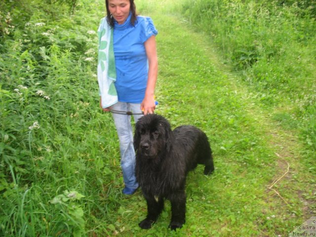 Фото: ньюфаундленд Dar Svezy Unika Sagitta (Дар Свезы Юника Сагитта), Irina Bubnova (Ирина Бубнова)
