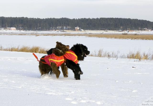 Фото: ньюфаундленд Lesnaya Skazka Izol'da (Лесная Сказка Изольда), ньюфаундленд Ygan s Toyanova Gorodka (Юган с Тоянова Городка)