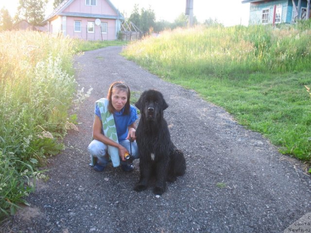 Фото: ньюфаундленд Dar Svezy Unika Sagitta (Дар Свезы Юника Сагитта)