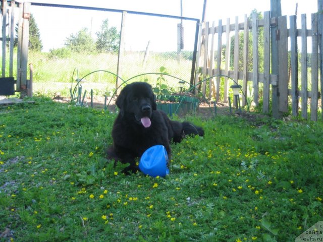 Фото: ньюфаундленд Dar Svezy Unika Sagitta (Дар Свезы Юника Сагитта)